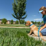 犬のしつけでよくある間違いとその修正方法